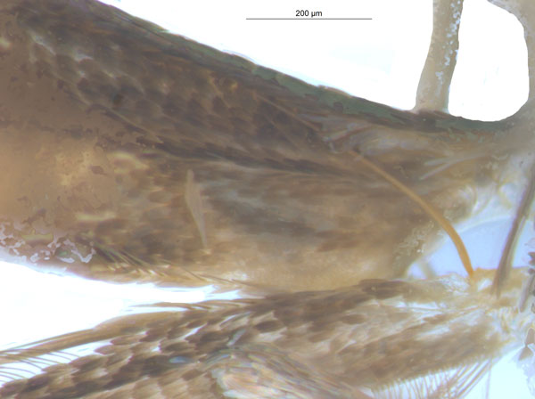 /filer/webapps/moths_gc/media/images/G/glochidia_Diphtheroptila_PT1_frenulum_ANIC.jpg