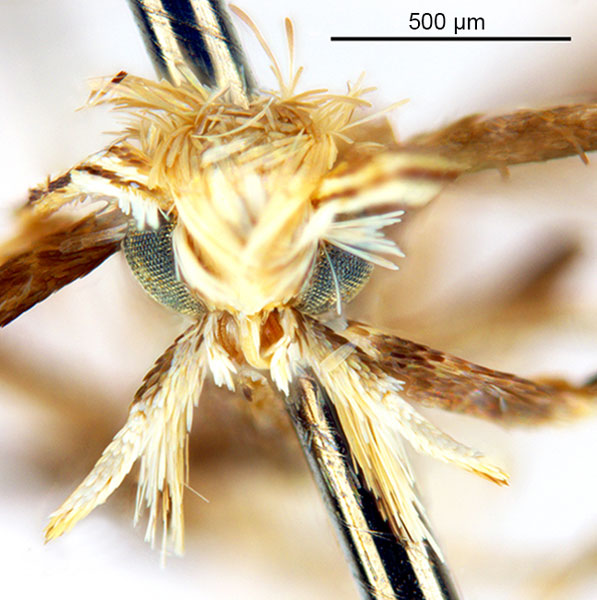/filer/webapps/moths_gc/media/images/G/glochidia_Diphtheroptila_PT1_head1_ANIC.jpg