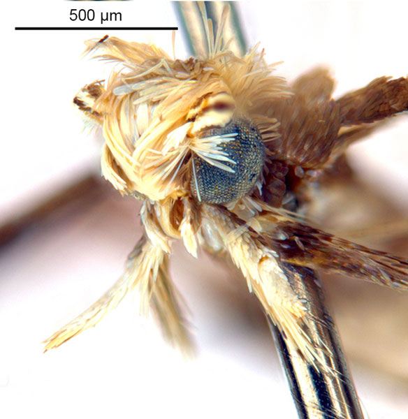 /filer/webapps/moths_gc/media/images/G/glochidia_Diphtheroptila_PT1_head2_ANIC.jpg