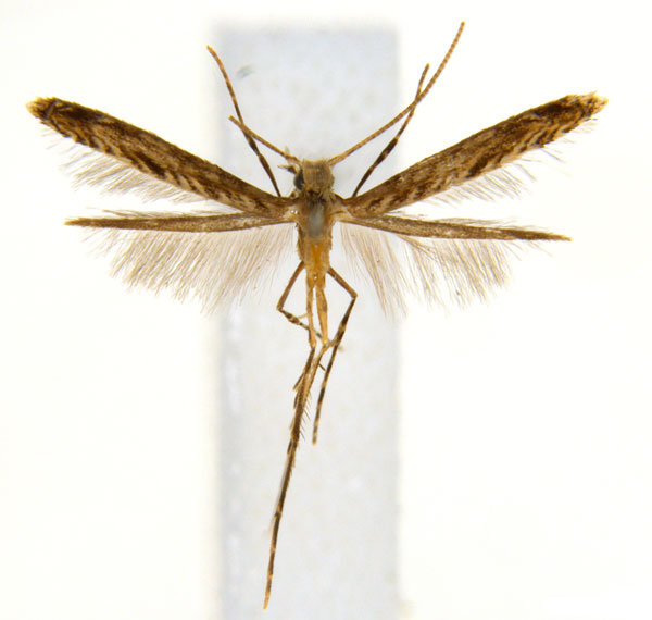 /filer/webapps/moths_gc/media/images/G/glochidia_Diphtheroptila_PT2_ANIC.jpg