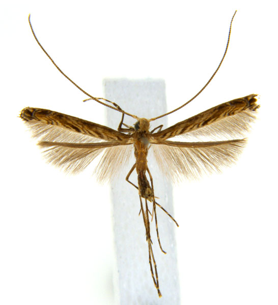 /filer/webapps/moths_gc/media/images/G/glochidia_Diphtheroptila_PT3_ANIC.jpg