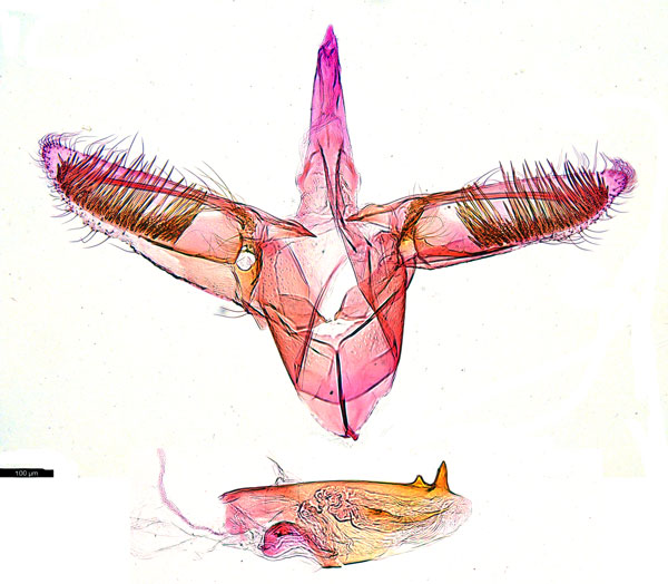 /filer/webapps/moths_gc/media/images/G/glochidia_Diphtheroptila_PT3_GM_ANIC.jpg