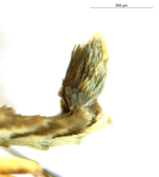 /filer/webapps/moths_gc/media/images/G/glochidia_Diphtheroptila_PT3_abdomen_ANIC.jpg