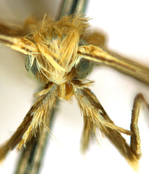 /filer/webapps/moths_gc/media/images/G/glochidia_Diphtheroptila_PT3_head1_ANIC.jpg