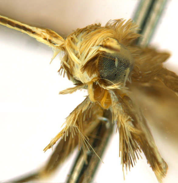 /filer/webapps/moths_gc/media/images/G/glochidia_Diphtheroptila_PT3_head2_ANIC.jpg