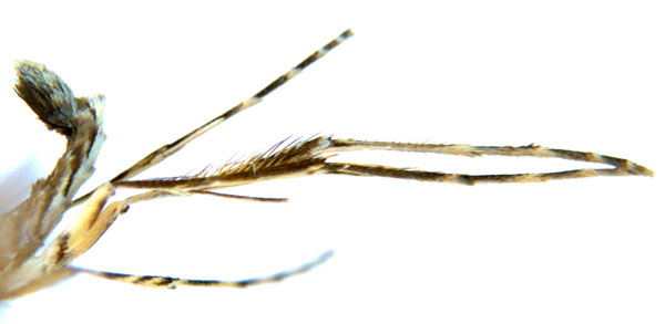 /filer/webapps/moths_gc/media/images/G/glochidia_Diphtheroptila_PT3_legs_ANIC.jpg
