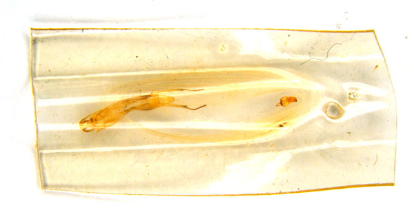 /filer/webapps/moths_gc/media/images/G/glochidia_Diphtheroptila_PT3_pupa_ANIC.jpg