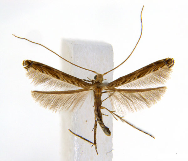 /filer/webapps/moths_gc/media/images/G/glochidia_Diphtheroptila_PT4_ANIC.jpg