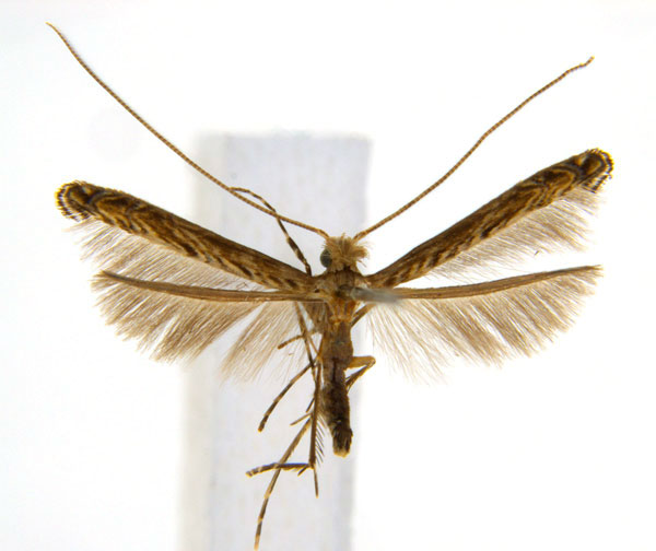 /filer/webapps/moths_gc/media/images/G/glochidia_Diphtheroptila_PT9_ANIC.jpg