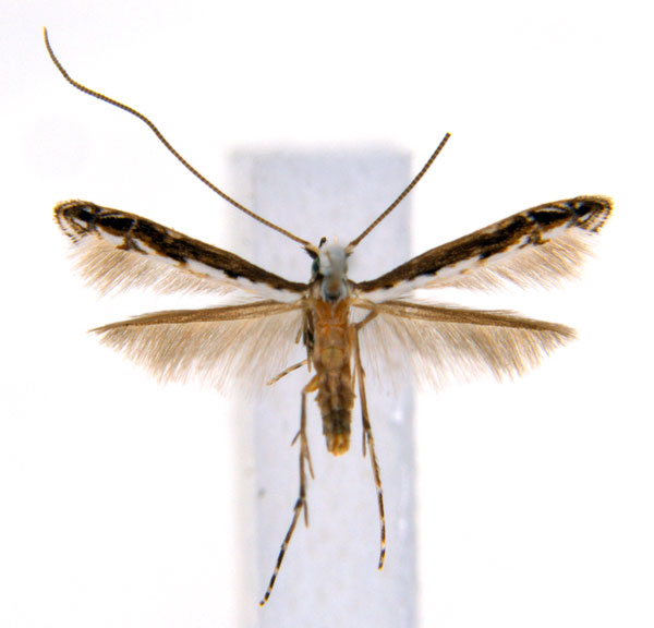 /filer/webapps/moths_gc/media/images/G/glochidiella_Diphtheroptila_HT_ANIC.jpg