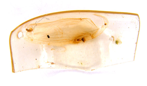 /filer/webapps/moths_gc/media/images/G/glochidiella_Diphtheroptila_HT_GF_pupa_ANIC.jpg