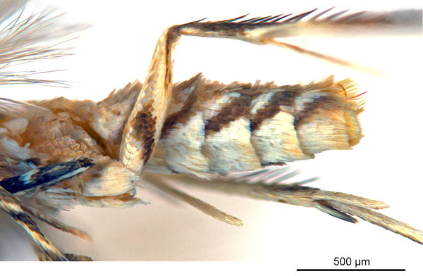 /filer/webapps/moths_gc/media/images/G/glochidiella_Diphtheroptila_HT_abdomen_ANIC.jpg
