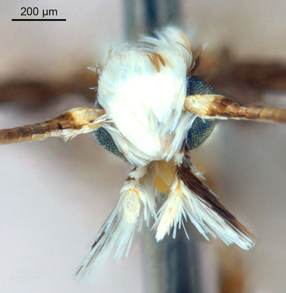 /filer/webapps/moths_gc/media/images/G/glochidiella_Diphtheroptila_HT_head1_ANIC.jpg