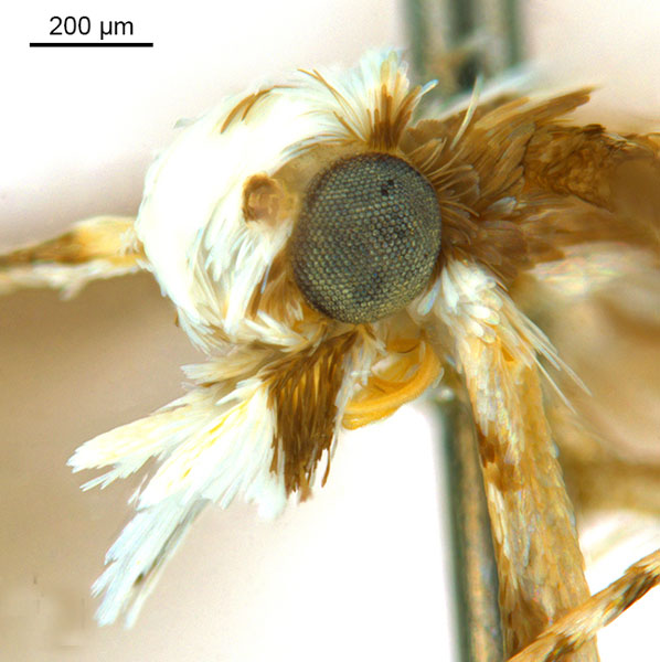 /filer/webapps/moths_gc/media/images/G/glochidiella_Diphtheroptila_HT_head2_ANIC.jpg