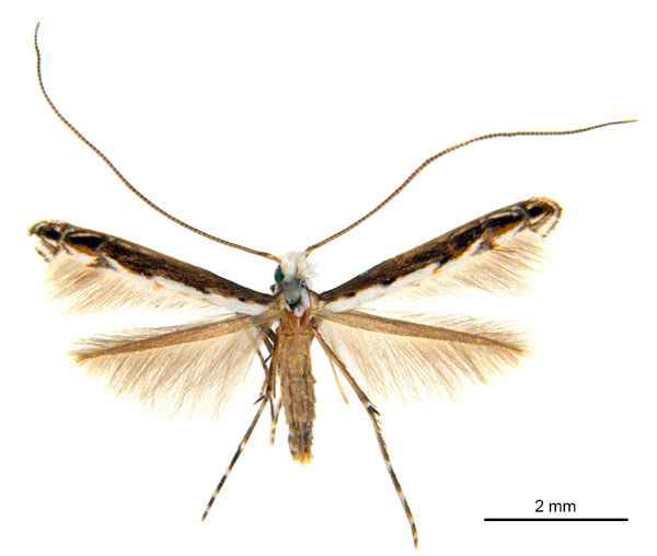 /filer/webapps/moths_gc/media/images/G/glochidiella_Diphtheroptila_PT_ANIC.jpg