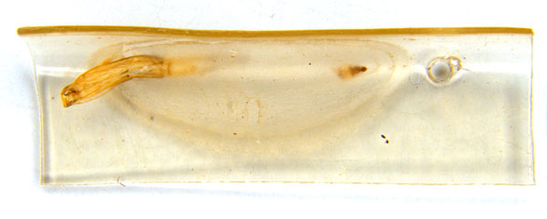 /filer/webapps/moths_gc/media/images/G/glochidiella_Diphtheroptila_PT_GF_pupa_ANIC.jpg
