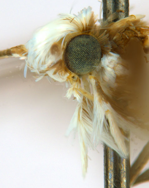 /filer/webapps/moths_gc/media/images/G/glochidiella_Diphtheroptila_PT_head2_ANIC.jpg