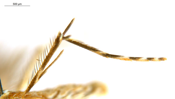 /filer/webapps/moths_gc/media/images/G/glochidiella_Diphtheroptila_PT_leg_ANIC.jpg