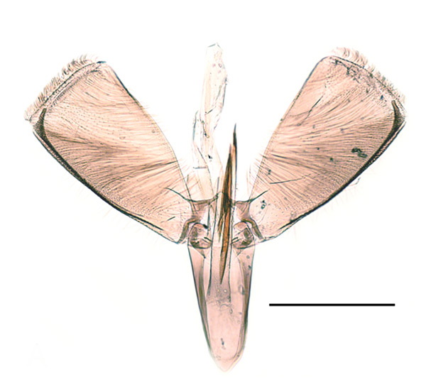 /filer/webapps/moths_gc/media/images/G/gloriosa_Caloptilia_GM_Kirichenko-et-al_2019_24.jpg