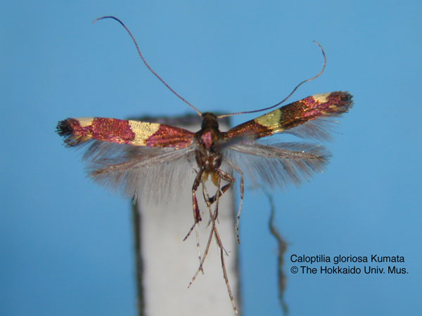 /filer/webapps/moths_gc/media/images/G/gloriosa_Caloptilia_HT_EIHU.jpg