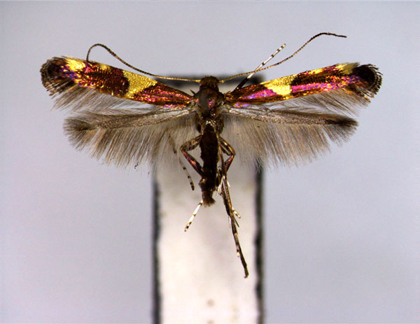 /filer/webapps/moths_gc/media/images/G/gloriosa_Caloptilia_PT_EIHU.jpg