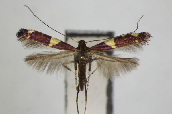 /filer/webapps/moths_gc/media/images/G/gloriosa_Caloptilia_PT_ZSM_2.jpg