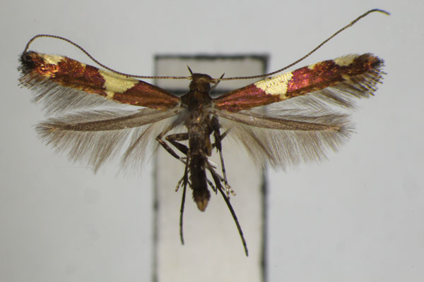/filer/webapps/moths_gc/media/images/G/gloriosa_Caloptilia_PT_ZSM_3.jpg