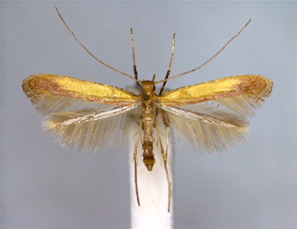 /filer/webapps/moths_gc/media/images/G/glycyrrhizae_Caloptilia_PT_EIHU.jpg