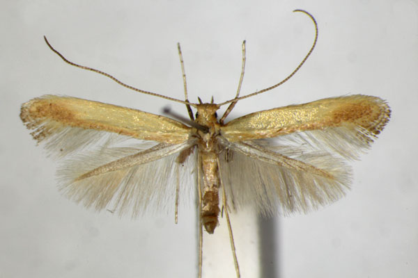 /filer/webapps/moths_gc/media/images/G/glycyrrhizae_Caloptilia_PT_ZSM.jpg