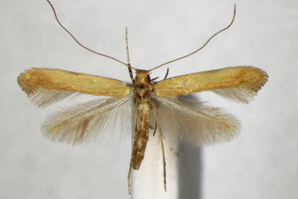 /filer/webapps/moths_gc/media/images/G/glycyrrhizae_Caloptilia_PT_ZSM_3.jpg