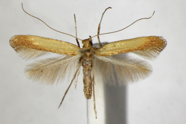 /filer/webapps/moths_gc/media/images/G/glycyrrhizae_Caloptilia_PT_ZSM_4.jpg