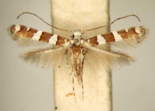 /filer/webapps/moths_gc/media/images/G/gossypii_Acrocercops_PT_TMSA6209.jpg