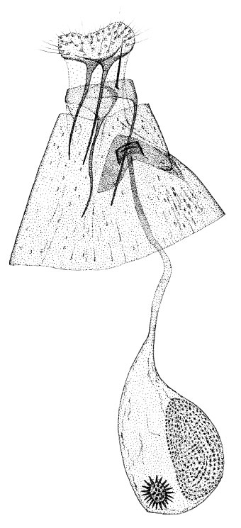 /filer/webapps/moths_gc/media/images/G/gozmanyi_Phyllonorycter_GF_DePrinsDePrins_2007b_52.jpg