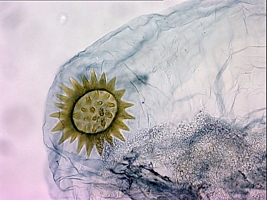 /filer/webapps/moths_gc/media/images/G/gozmanyi_Phyllonorycter_GF_DePrinsDePrins_2007b_53.jpg