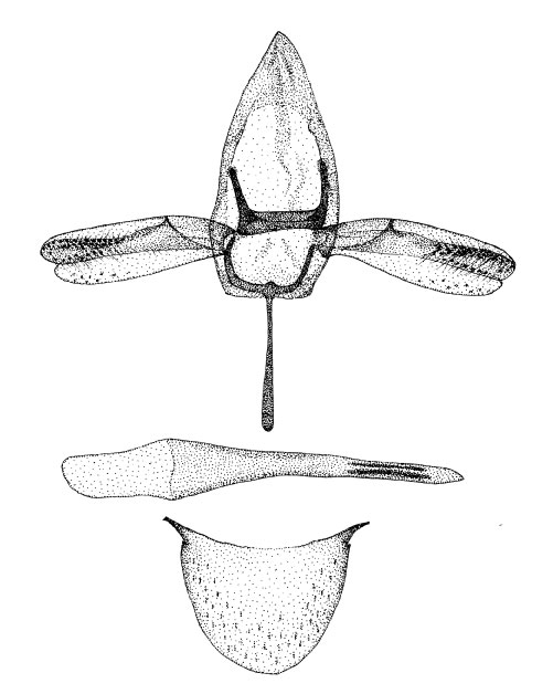 /filer/webapps/moths_gc/media/images/G/gozmanyi_Phyllonorycter_GM_DePrinsDePrins_2007b_50.jpg