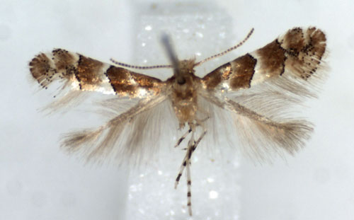 /filer/webapps/moths_gc/media/images/G/gozmanyi_Phyllonorycter_HT_RMCAa.jpg