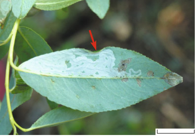 /filer/webapps/moths_gc/media/images/G/gracilistylella_Phyllocnstis_Mine_Kirichenko-et-al_2018b_584_2.jpg