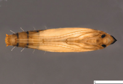 /filer/webapps/moths_gc/media/images/G/gracilistylella_Phyllocnstis_Pupa_Kirichenko-et-al_2018b_584.jpg