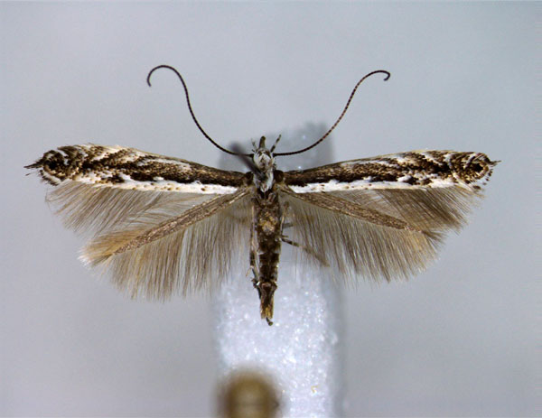 /filer/webapps/moths_gc/media/images/G/gradatella_Micrurapteryx_A_EIHU.jpg