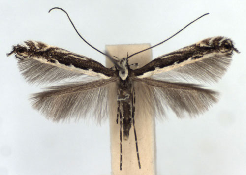 /filer/webapps/moths_gc/media/images/G/gradatella_Micrurapteryx_A_WJDP.jpg