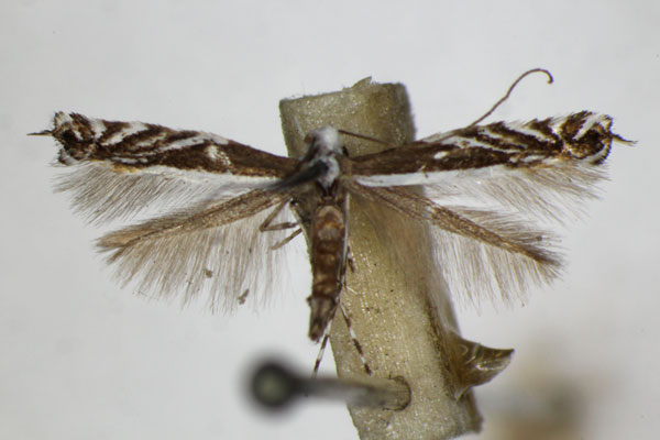 /filer/webapps/moths_gc/media/images/G/gradatella_Micrurapteryx_A_ZSM_2.jpg