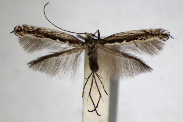 /filer/webapps/moths_gc/media/images/G/gradatella_Micrurapteryx_A_ZSM_3.jpg