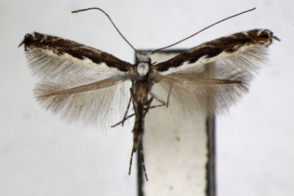 /filer/webapps/moths_gc/media/images/G/gradatella_Micrurapteryx_A_ZSM_4.jpg