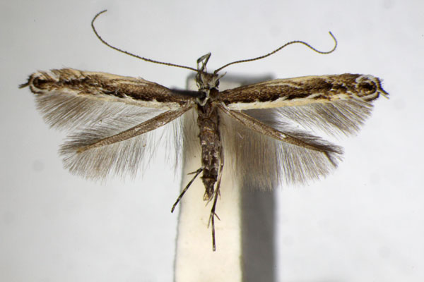 /filer/webapps/moths_gc/media/images/G/gradatella_Micrurapteryx_A_ZSM_5.jpg