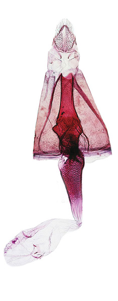 /filer/webapps/moths_gc/media/images/G/gradatella_Micrurapteryx_GF_Kirichenko-et-al_2016_119_40.jpg