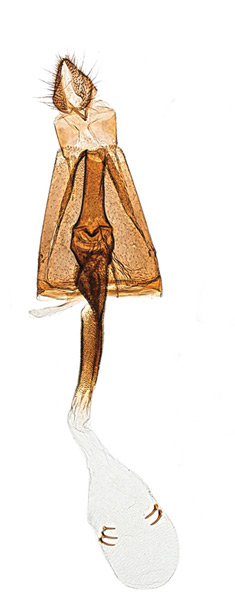 /filer/webapps/moths_gc/media/images/G/gradatella_Micrurapteryx_GF_Kirichenko-et-al_2016_119_41.jpg