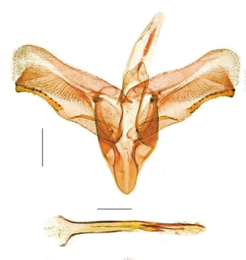 /filer/webapps/moths_gc/media/images/G/gradatella_Micrurapteryx_GM_Kirichenko-et-al_2016_115.jpg