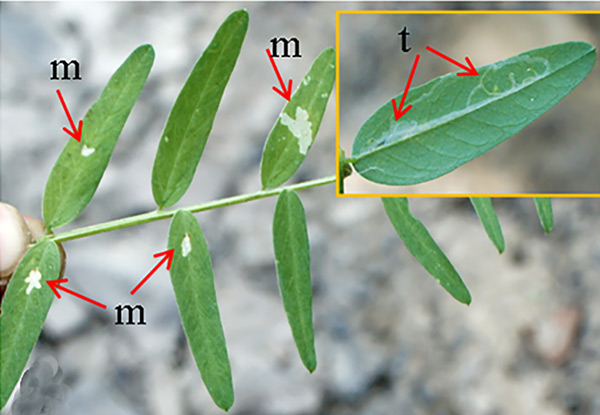 /filer/webapps/moths_gc/media/images/G/gradatella_Micrurapteryx_Mine_Kirichenko-et-al_2019_34.jpg