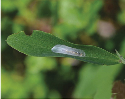 /filer/webapps/moths_gc/media/images/G/gradatella_Micrurapteryx_Pupa_Kirichenko-et-al_2016_126_64.jpg