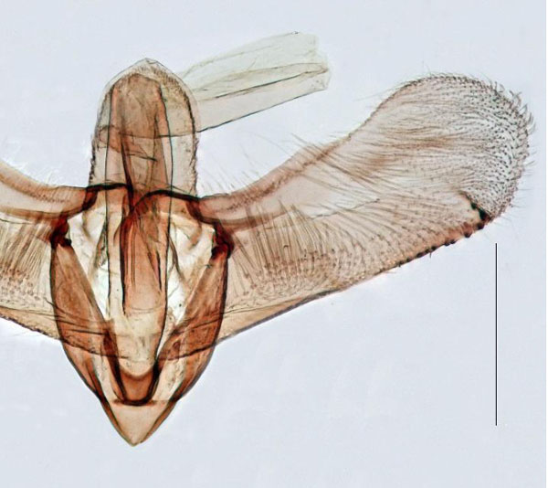 /filer/webapps/moths_gc/media/images/G/gravissima_Conopobathra_GM_Triberti-et-al_2024_38.jpg